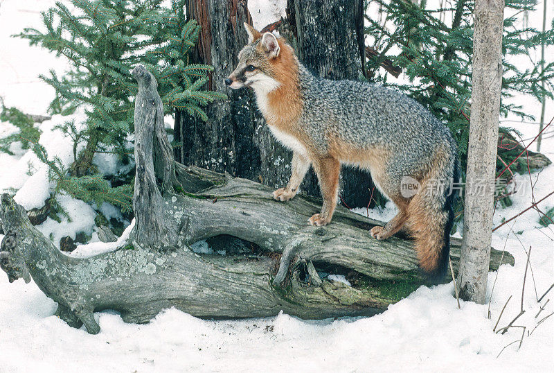 灰狐(学名:Urocyon cinereogenteus)，或灰狐，是犬科杂食性哺乳动物，广泛分布于北美和中美洲。冬天下雪了。Kalispell、蒙大拿。